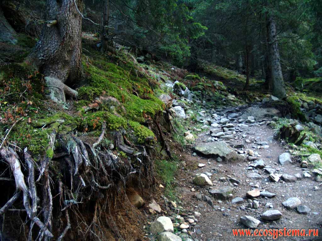 Горная тропа в елово-пихтовом темнохвойном лесу.
Высота около 1500 м. н.у.м. Восточные Альпы, земля Тироль, Нойштифт
