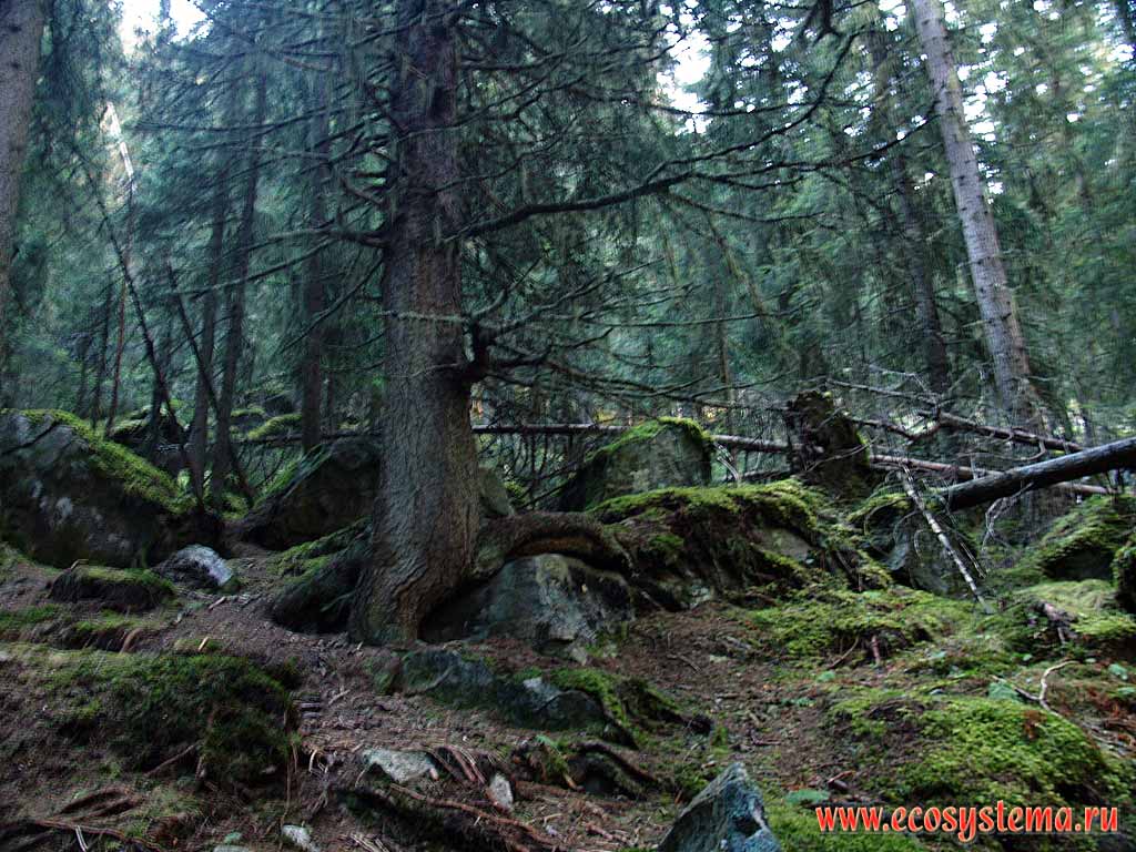 Елово-пихтовый темнохвойный лес.
Высота около 1500 м. н.у.м. Восточные Альпы, земля Тироль, Нойштифт