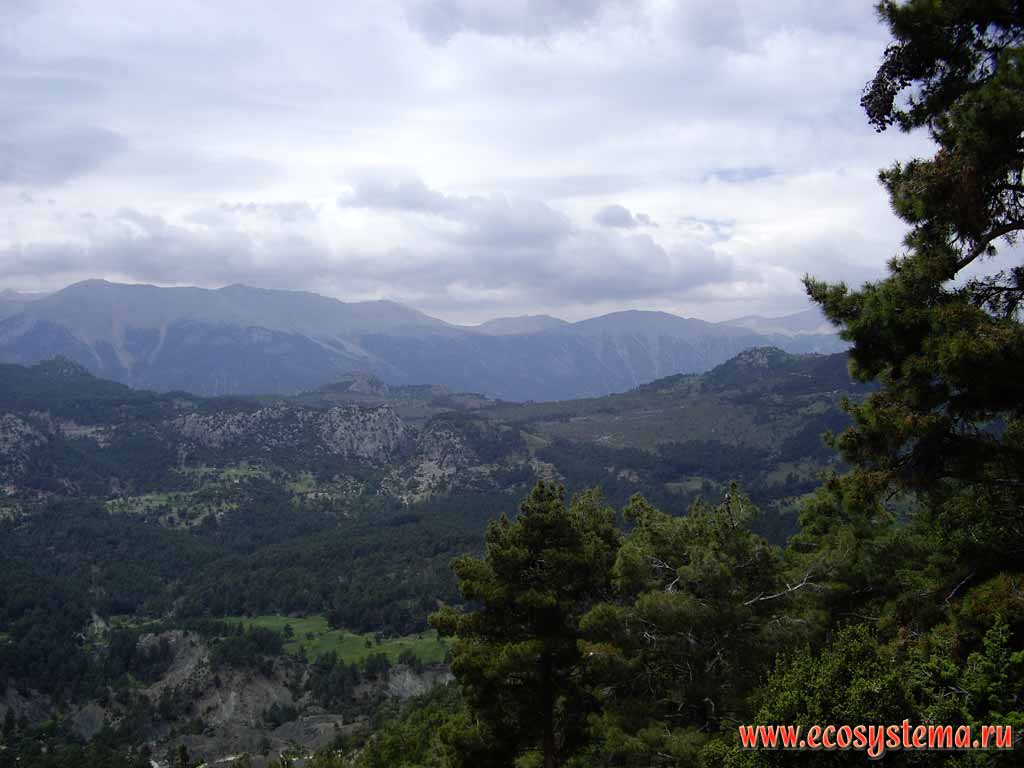 Tavr mountain system (Asia minor plateau, south Turkey).
Coniferous (pine) forests. Height -1200 m above the sea level