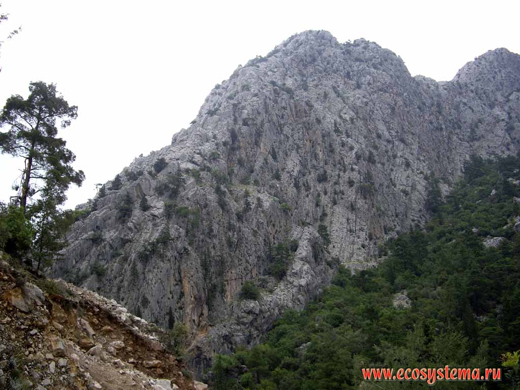 Tavr mountain system (Asia minor plateau, south Turkey).
The zone of dry coniferous (juniper) forests and subalpine meadows.
Height -1200 m above the sea level
