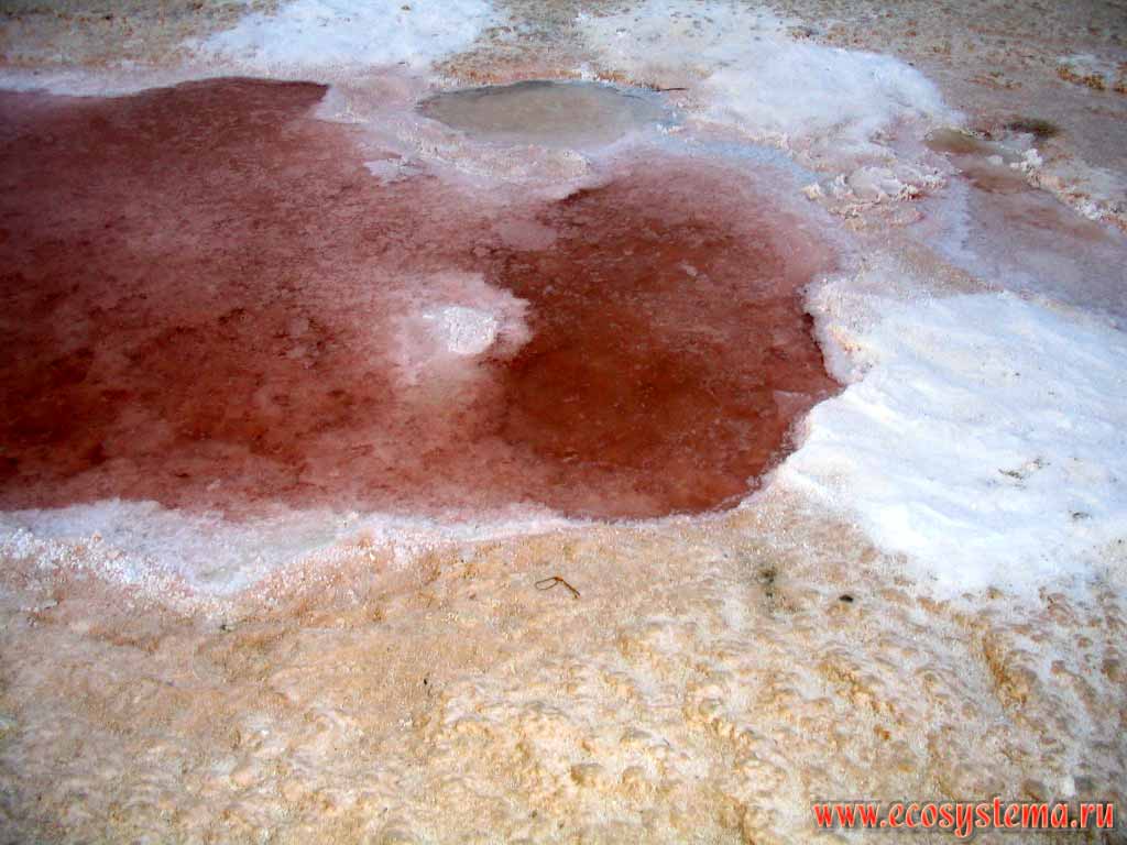 Отложения соли на берегу соленого озера - шотта.
Солончак Шотт-эль-Жерид (Chott El Jerid) на юго-западе Туниса