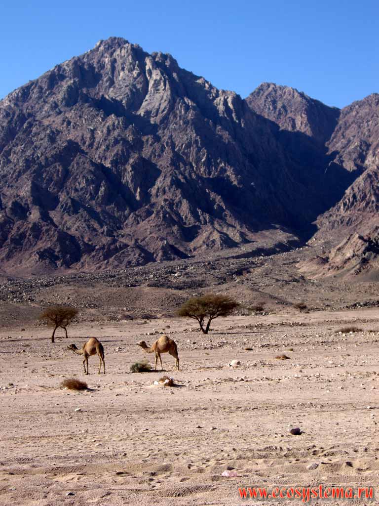 Горная цепь (гряда) Этбай (до 1000 м над уровнем моря).
Одногорбые верблюды (Camelus dromedarius), или дромадеры (дромедары) -
- одомашненные дикие верблюды