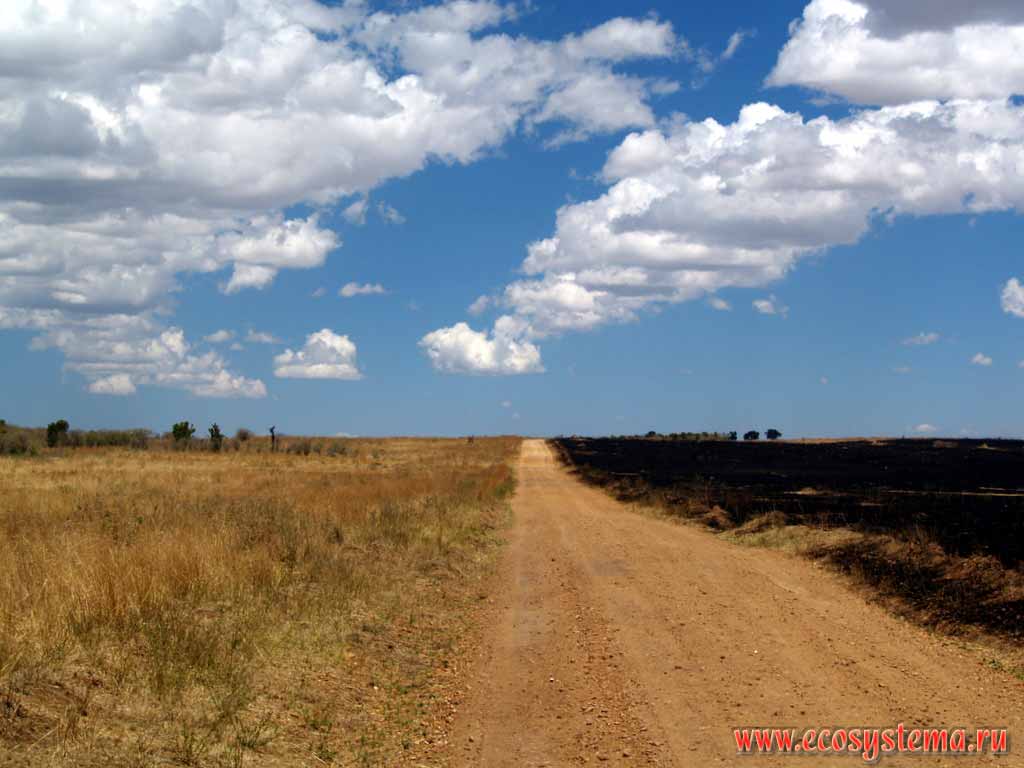Сахель - полупустыня на границе между пустыней и саванной.
Северная часть равнины Серенгети.
Кения, участок между Найроби в национальным парком Масаи Мара.
Восточно-Африканское нагорье
