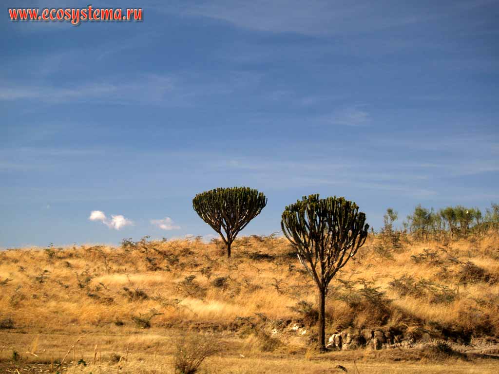 Savanna - the alternation of regions of acacia and spurge forest with open grass territory.
Large trees - Euphorbia candelabrum.
Kenya, the region between Nairobi and Masai Mara National park. East-African plateau