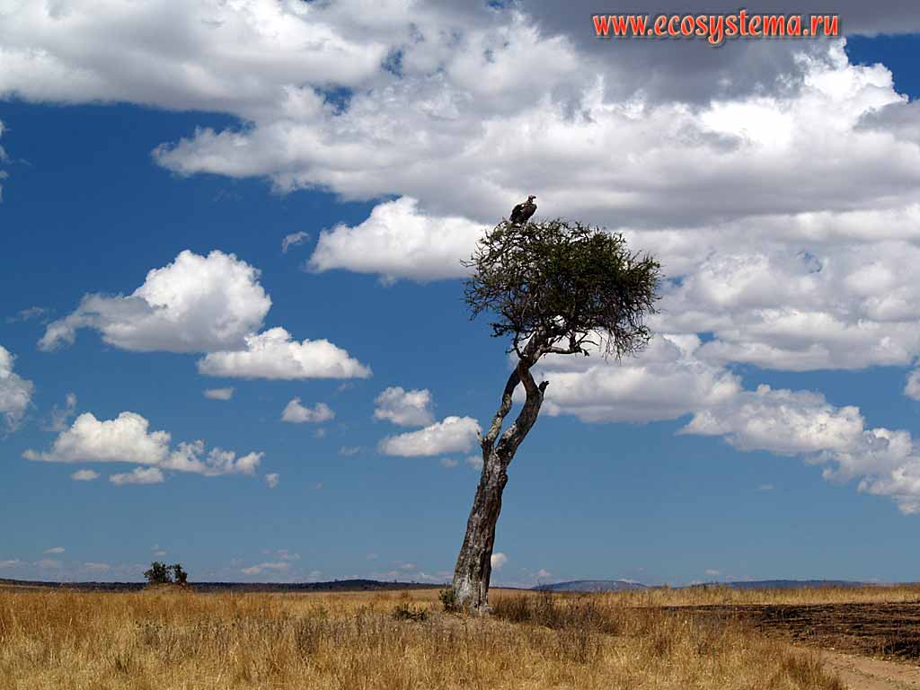 Саванна - чередование участков ксерофитного леса
(акации, тамариски, молочаи), чередующиеся с открытыми травянистыми участками.
Кения, национальный парк Масаи Мара, Восточно-Африканское нагорье