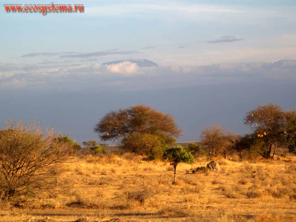 Саванна - чередование участков ксерофитного леса
(акации, тамариски, молочаи), чередующиеся с открытыми травянистыми участками.
Вдали - вулканический массив Килиманджаро с вершиной Кибо (5895 м).
Кения, национальный парк Амбосели, Восточно-Африканское нагорье