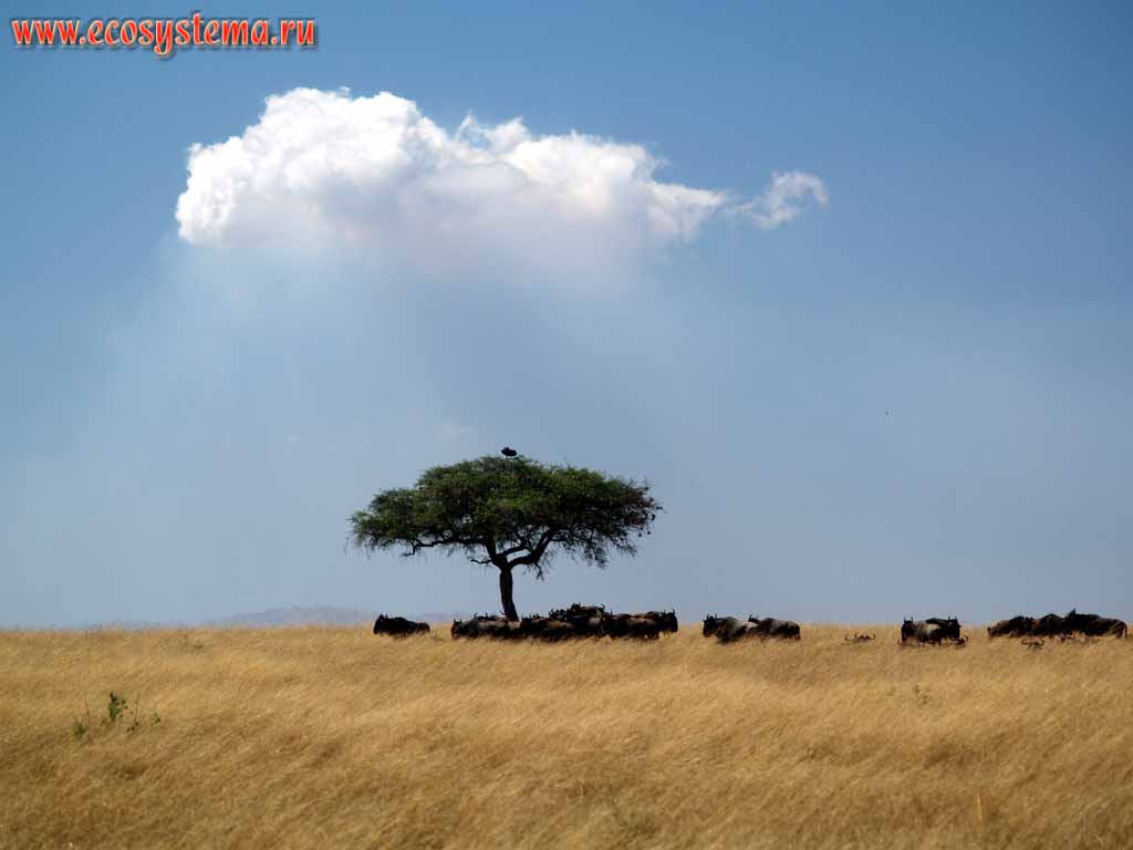 Savanna - the alternation of regions of acacia and spurge forest with open grass territory.
Kenya, the region between Nairobi and Masai Mara National park. East-African plateau