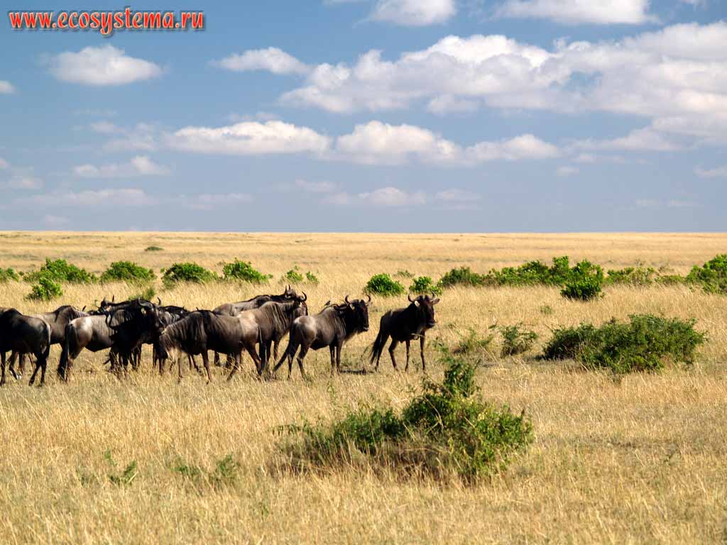 The Herd of Wildebeest (or white-tailed gnu) (Connochaetes gnou),
(genus Gnu - Catoblepas, subfamily Antelope - Antilopina,
family Bovina - Cavicornia) in savanna.
Kenya, Masai Mara National park. East-African plateau