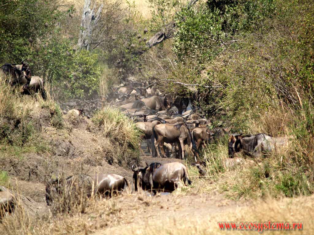 The Herd of Wildebeest (or white-tailed gnu) (Connochaetes gnou),
(genus Gnu - Catoblepas, subfamily Antelope - Antilopina,
family Bovina - Cavicornia) at the watering place.
Kenya, Masai Mara National park. East-African plateau