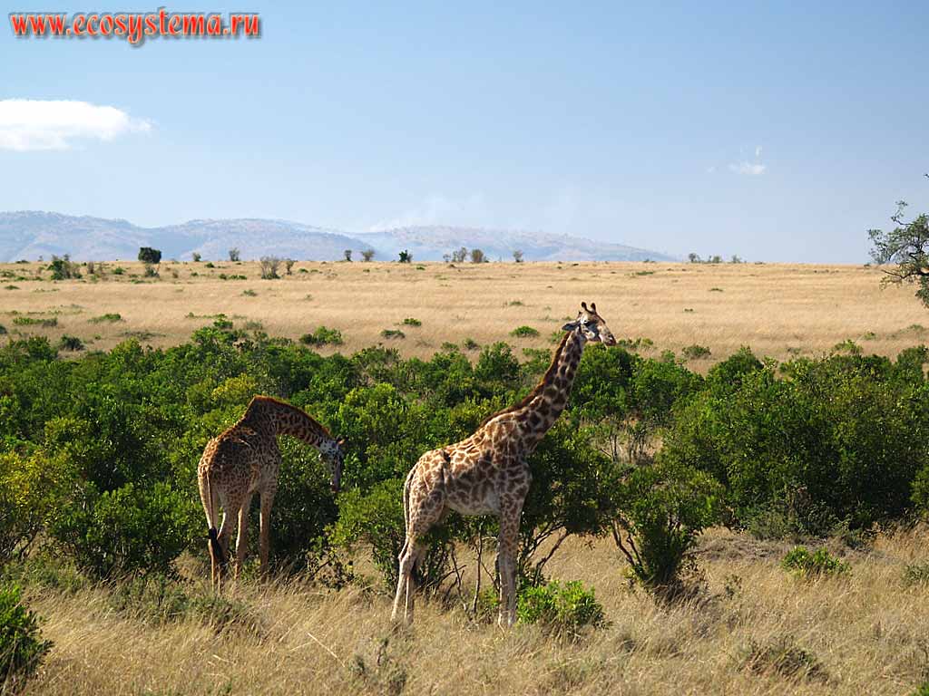 Жирафы (Giraffa camelopardalis) (семейство Жирафовые - Giraffidae,
отряд Парнокопытные - Artiodactyla) в саванне.
Кения, национальный парк Масаи Мара, Восточно-Африканское нагорье