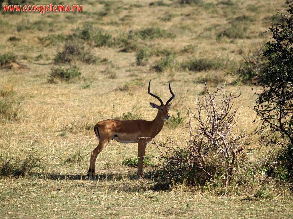 African Impala (Aepyceros melampus) in savanna (adult male),
(subfamily Impala - Aepycerotinae, family Bovina - Bovidae).
Kenya, Masai Mara National park. East-African plateau
