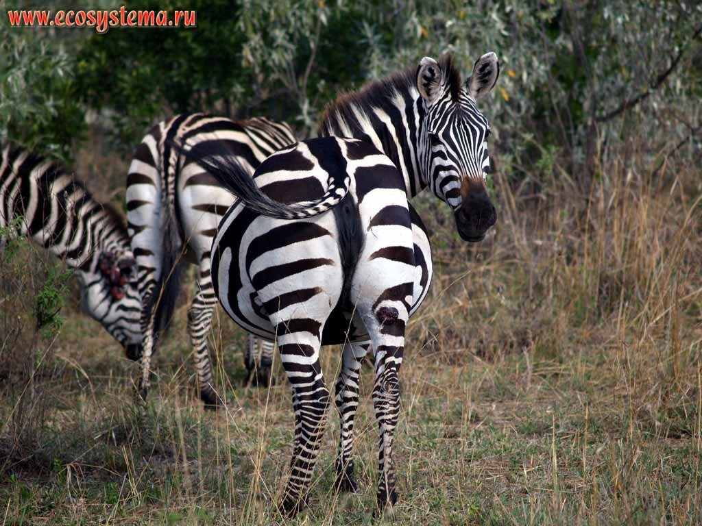 Plain zebra (subspecies Grant's Zebra - Equus quagga boehmi) in savanna.
In the forefront - pregnant female. Kenya, Masai Mara National park. East-African plateau