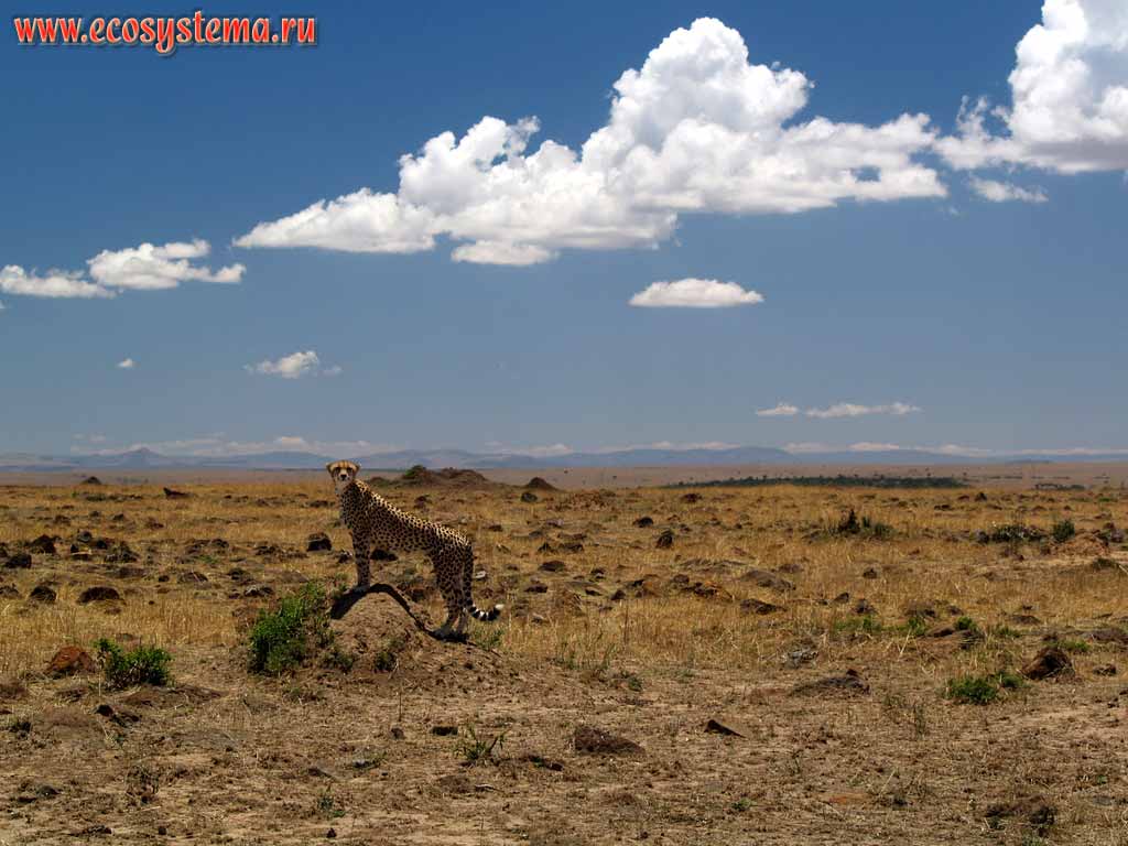 Cheetah (Acinonyx jubatus) (family Cats - Felidae, order Predatory Mammals - Carnivora)
on its coign of vantage in dry savanna.
Kenya, Masai Mara National park. East-African plateau