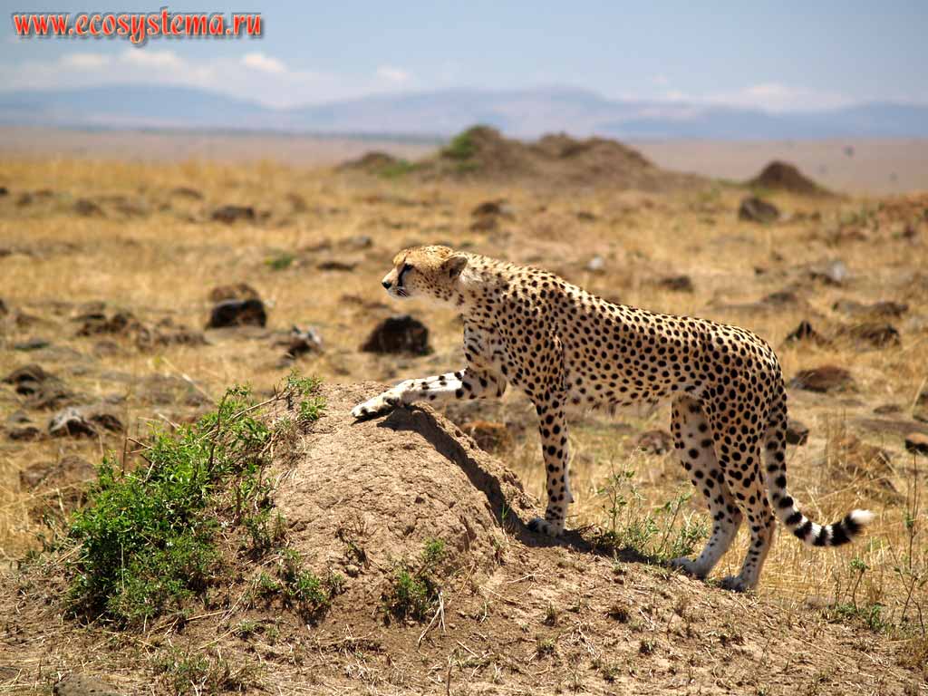 Cheetah (Acinonyx jubatus) (family Cats - Felidae, order Predatory Mammals - Carnivora)
on its coign of vantage in dry savanna.
Kenya, Masai Mara National park. East-African plateau