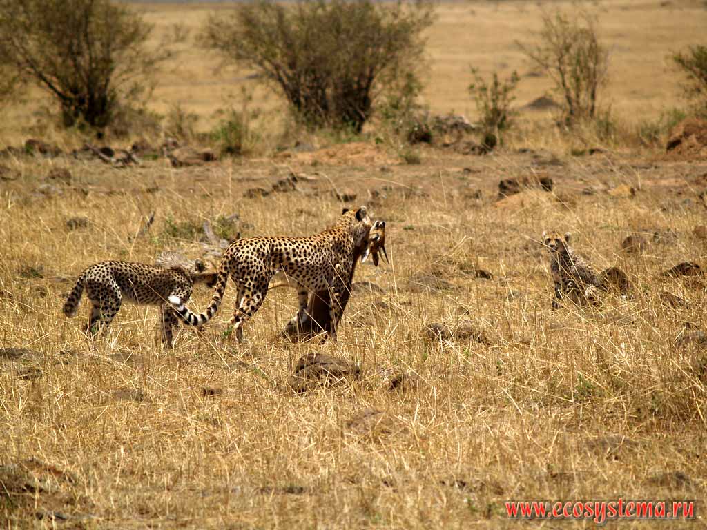 Cheetah female (Acinonyx jubatus) with two cubs after lucky hunting for Impala.
Kenya, Masai Mara National park. East-African plateau