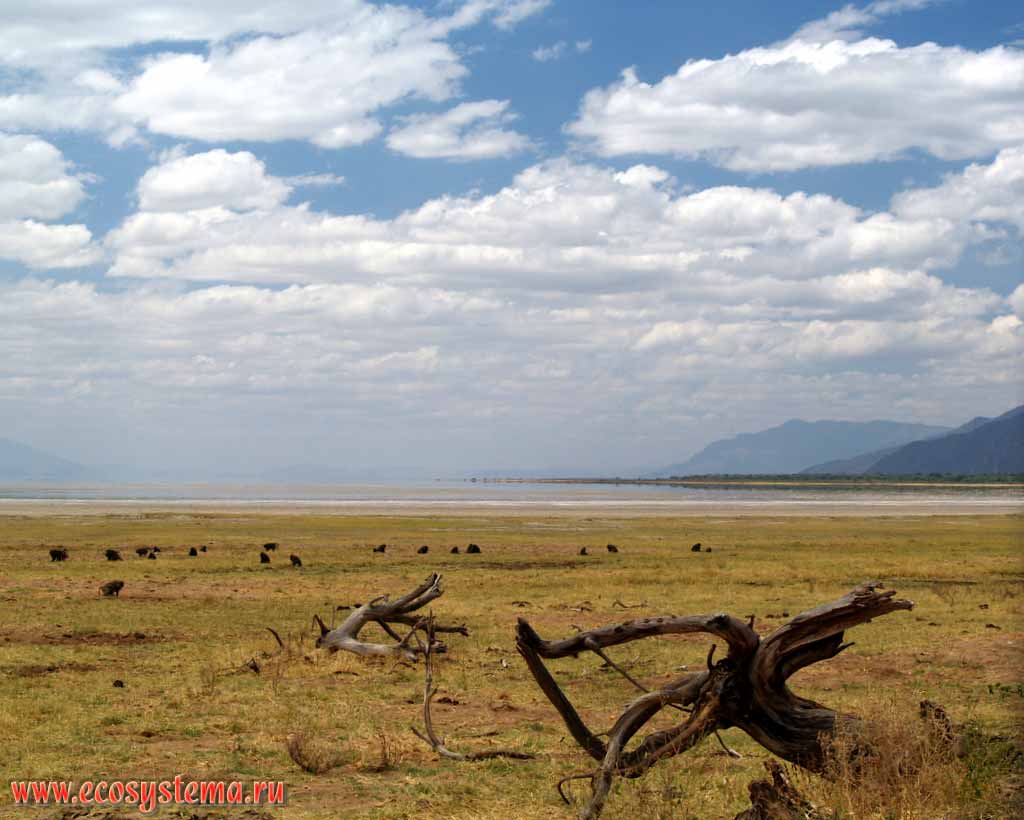 The bank of Manyara lake and pasturing baboons on coastal meadows. Great rift valley.
Tanzania, Manyara National Park, east-African plateau