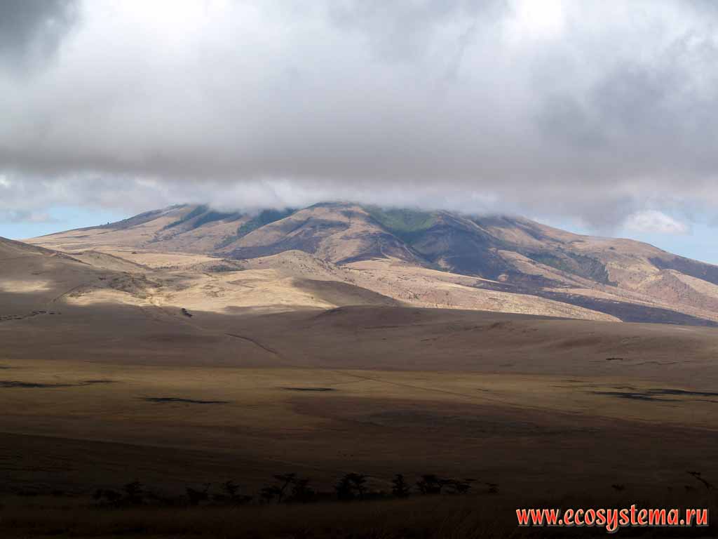 Танзания, склоны кальдеры (древнего кратера вулкана) Нгоронгоро,
Восточно-Африканское нагорье