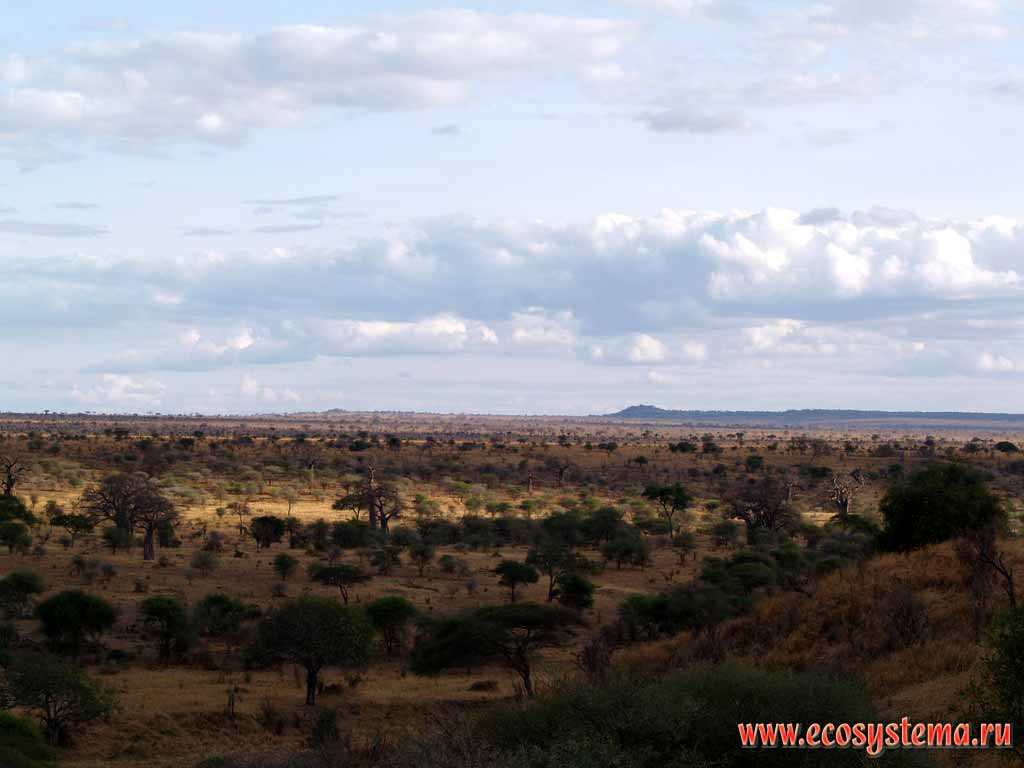 Саванна с преобладанием баобабов и акаций.
Танзания, национальный парк Тарангире