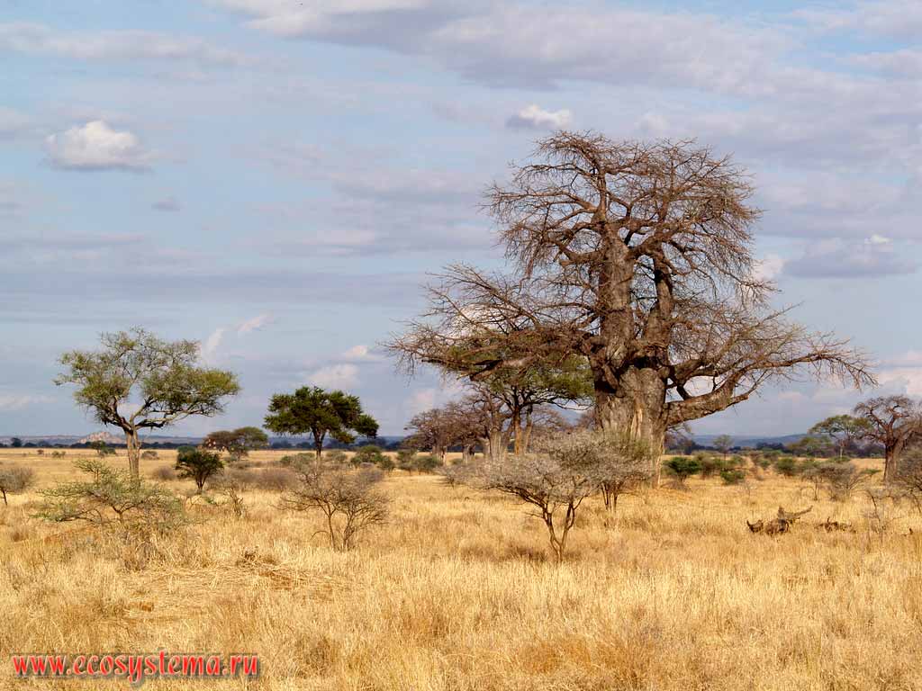 Саванна с преобладанием баобабов и акаций.
Большое дерево - баобаб, или адансония пальчатая (Adansonia digitata)
Танзания, национальный парк Тарангире
