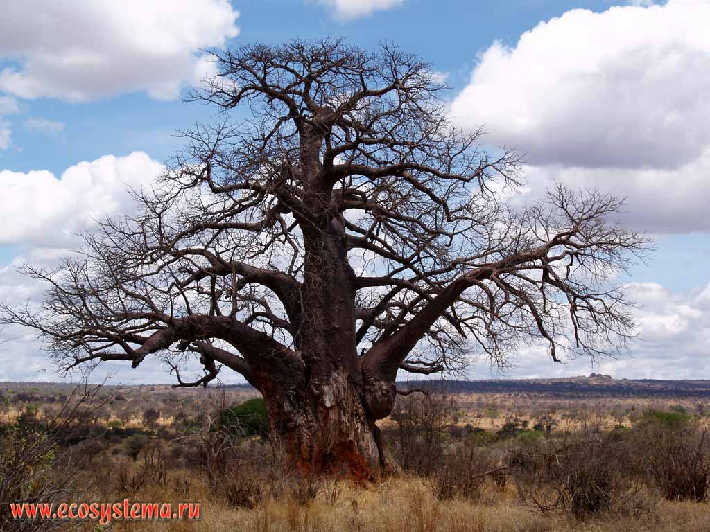 Baobab (Adansonia digitata).
Tanzania, Tarangire National Park