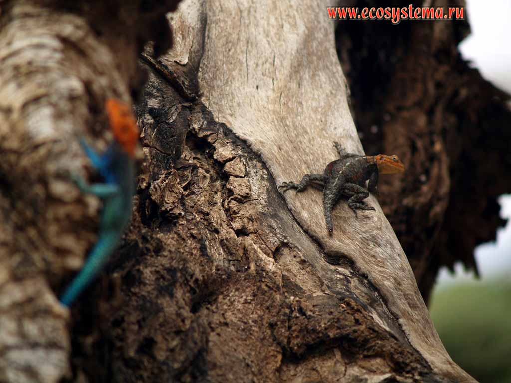 Самцы агамы колонистов, или обыкновенной, или красноголовой агамы
(Agama agama). Танзания, национальный парк и озеро Маньяра