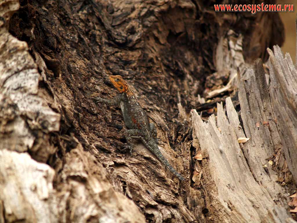 Агама колонистов, или обыкновенная, или красноголовая агама
(Agama agama) - молодой самец в брачном наряде.
Танзания, национальный парк и озеро Маньяра