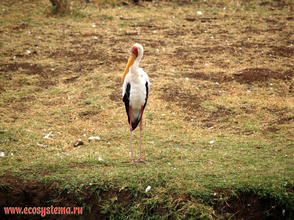 Yellow-billed Stork (Mycteria ibis) (family Storks - Ciconiidae).
Tanzania, Manyara lake and National Park