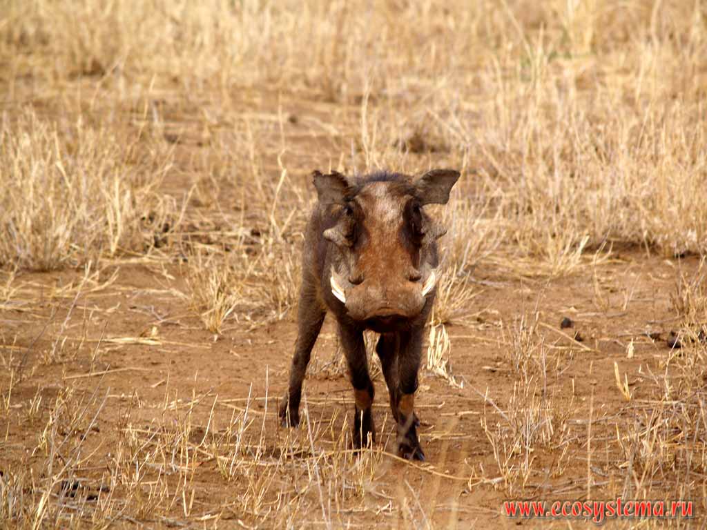 Warthog, African Lens-Pig (Phacochoerus africanus) (Family Pig - Suidae, order Artiodactyla).
Tanzania, Tarangire National Park