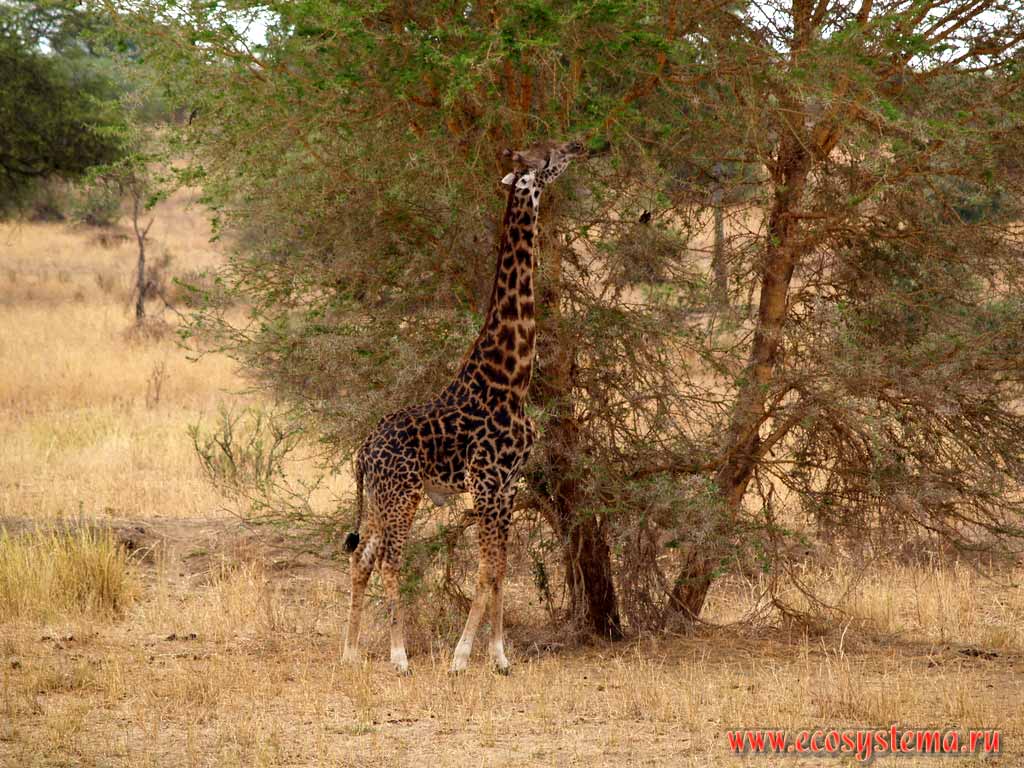The giraffe (Giraffa camelopardalis) (family Giraffe - Giraffidae, order Artiodactyla) in savanna.
Tanzania, Tarangire National Park