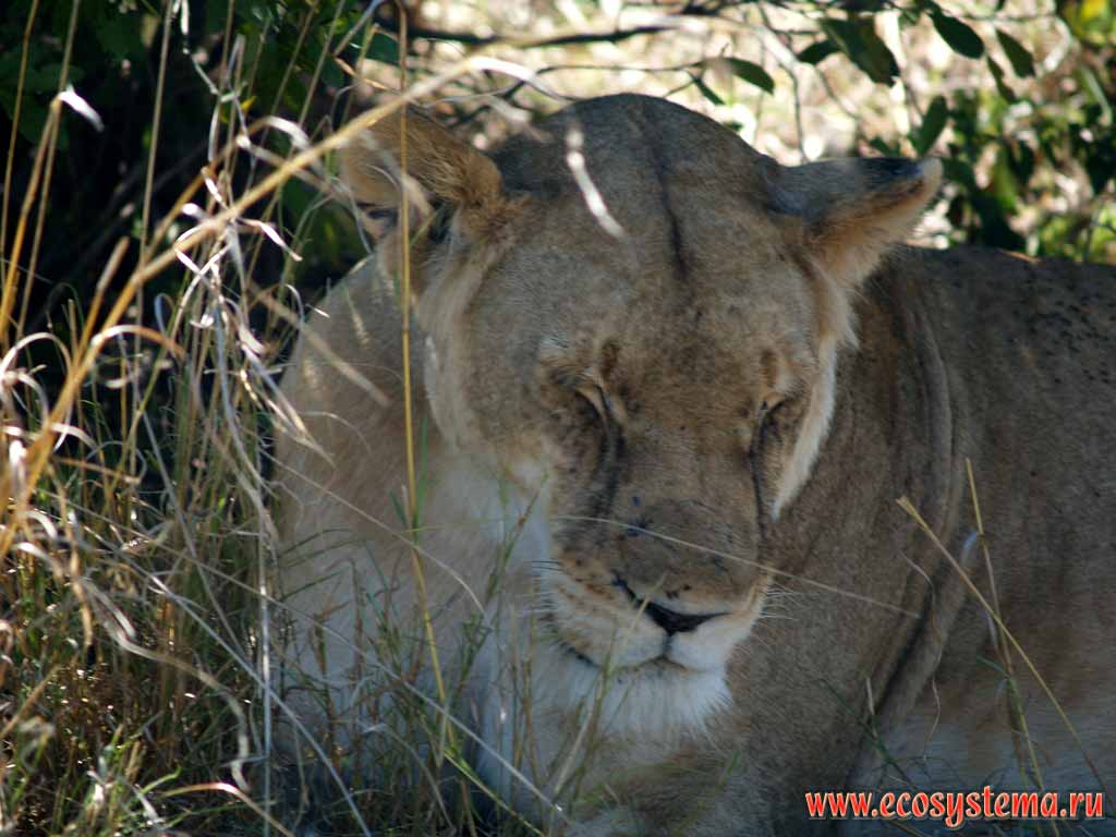 Лев, или африканский лев (Panthera leo) - взрослая самка
(семейство Кошачьи - Felidae, отряд Хищные - Carnivora).
Кения, национальный парк Масаи Мара