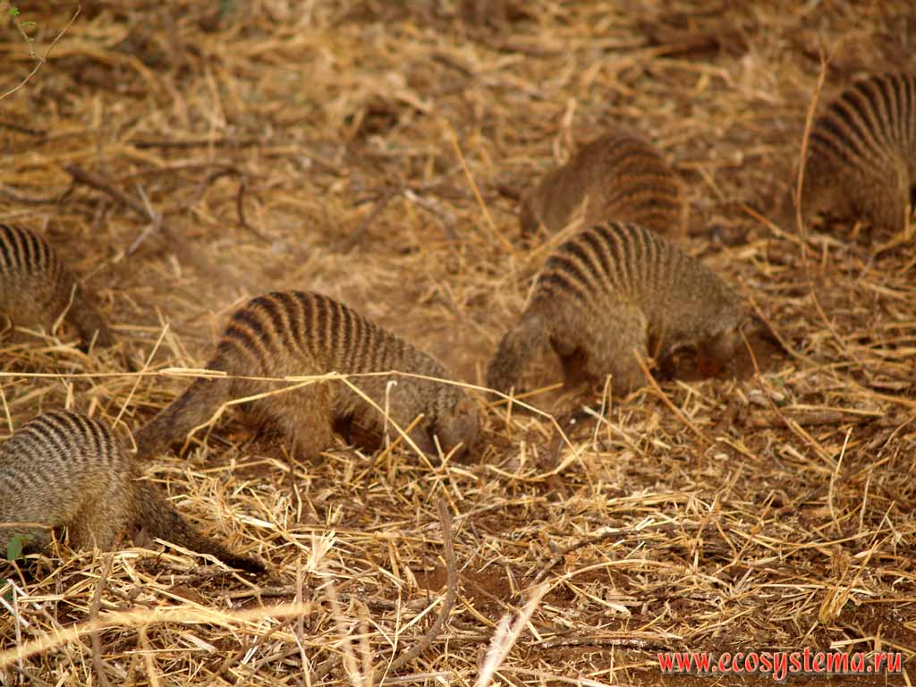 Полосатые мангусты (Mungos mungo) на кормежке
(семейство Мангустовые - Herpestidae, отряд Хищные - Carnivora).
Танзания, национальный парк Тарангире