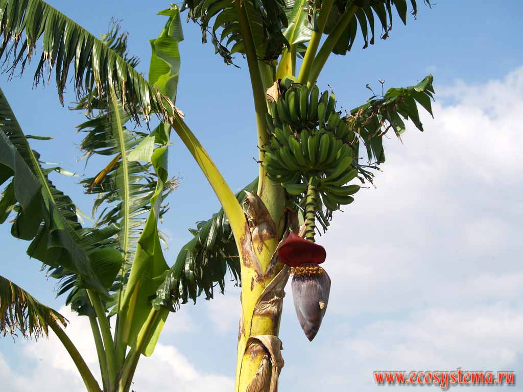 The flower and stem of the banana tree (Musa)