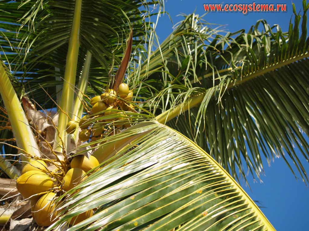 Unripe fruit (coconuts) of Coconut palm (Cocos nucifera)
