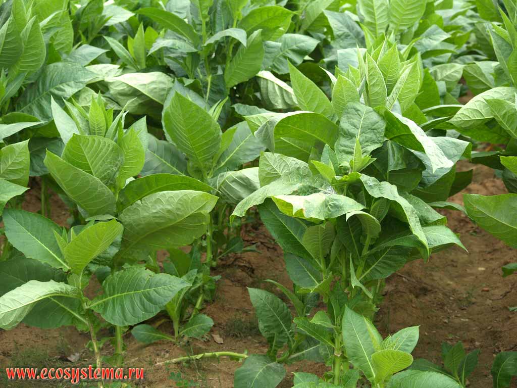 The plantation of tobacco-plant (Nicotiana)
(the Potato family - Solanaceae)
