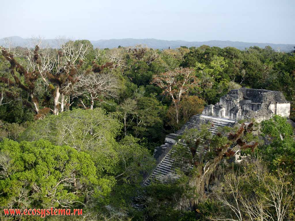 Сезонно влажные тропические леса (джунгли) в тропическом поясе.
Национальный парк Тикаль (Tikal), развалины храма-пирамиды.
Провинция Эль-Петен, Гватемала