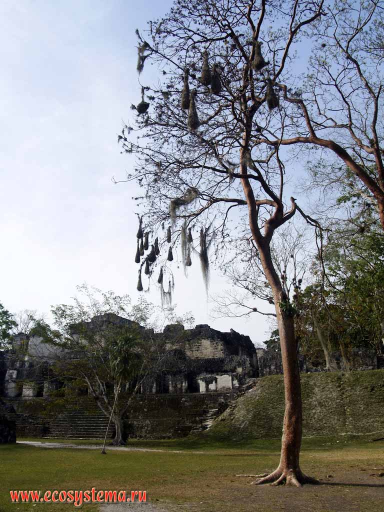 The breeding (nesting) colony of Montezuma Oropendola (Gymnostinops montezuma)
(Family Blackbirds - Icteridae, order Perching birds - Passeriformes) on the tree.
Tikal National park, Province El'-Peten, Guatemala