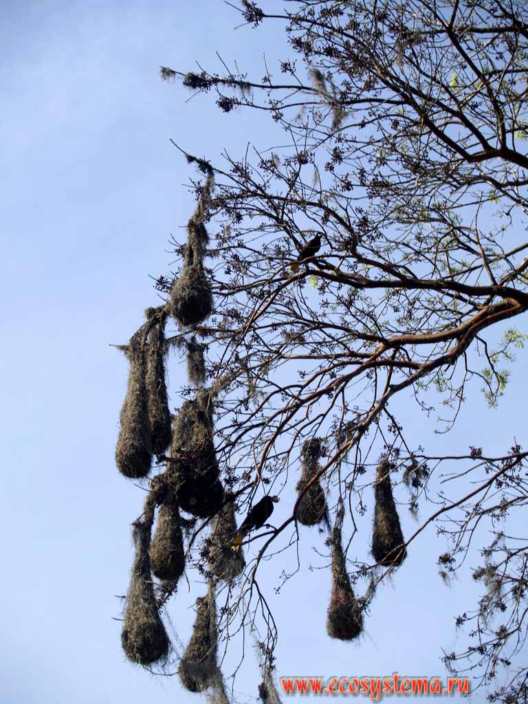 Гнездовая колония - гнезда оропендолы Монтесума (Gymnostinops montezuma)
(семейство Трупиаловые, или Кассики - Icteridae,
отряд Воробьинообразные - Passeriformes) на дереве.
Национальный парк Тикаль, провинция Эль-Петен, Гватемала