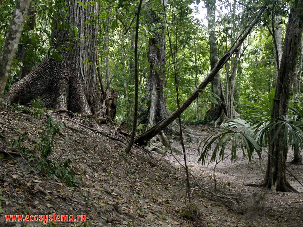 Tropic forest (jungle) in Tikal National park.
Province El'-Peten, Guatemala