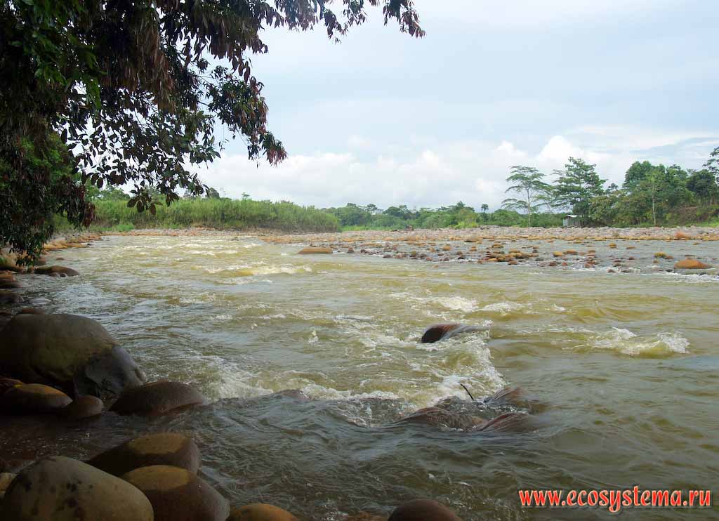 Riverbed of mountain river and flood-land flora.
Arenal National park, Isthmus of Panama