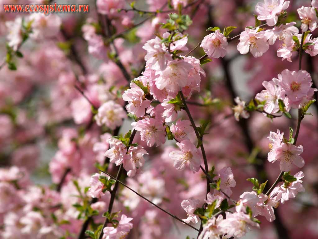 Цветущая сакура (различные виды вишни Prunus sp.)
(род Слива - Prunus, семейство Розоцветные - Rosaceae)