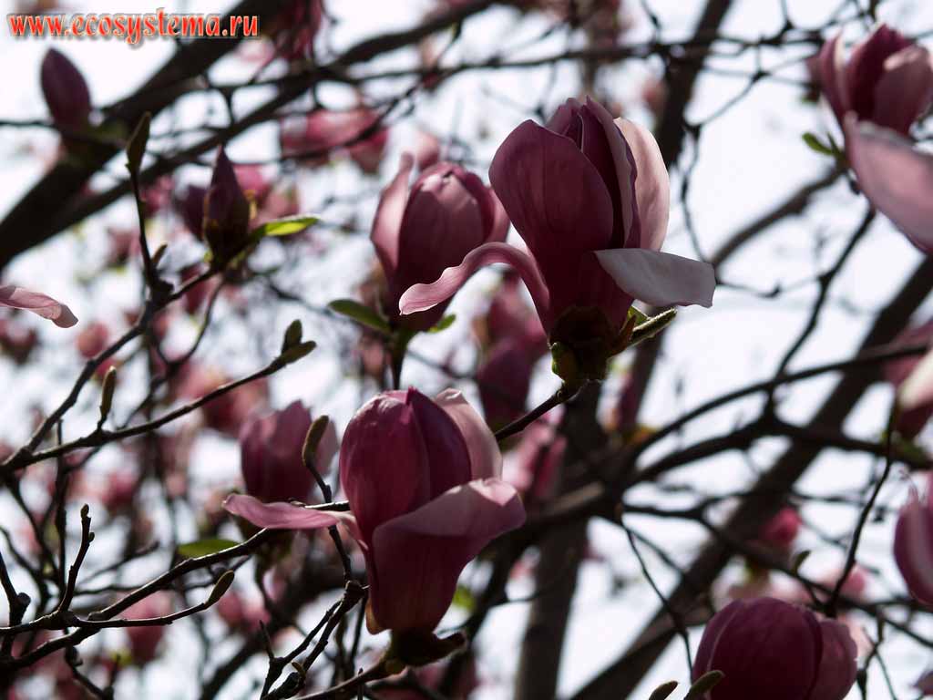 The blooming Magnolia, maybe Saucer Magnolia (Magnolia soulangeana)
(Magnolia family - Magnoliaceae)