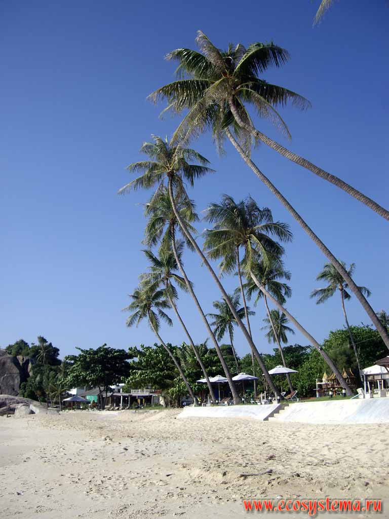 Кокосовые пальмы (Cocos nucifera, семейство пальм Palmaceae) на краю песчаного пляжа.
Остров Самуи, Тайланд, полуостров Индокитай