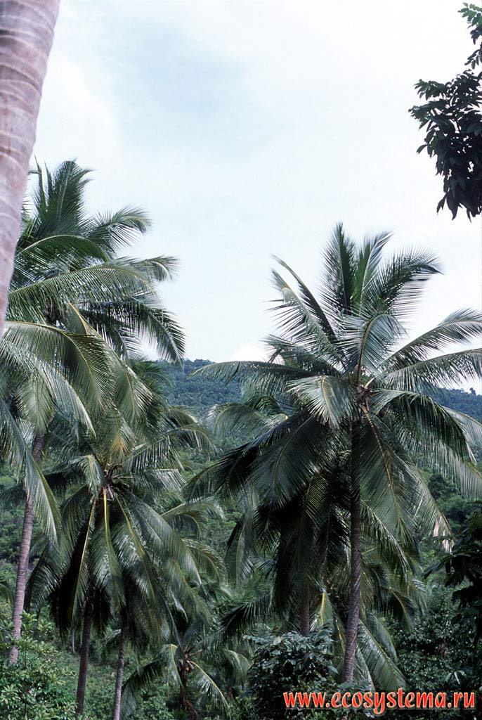 Плантации кокосовых пальм (Cocos nucifera). Таиланд, полуостров Индокитай