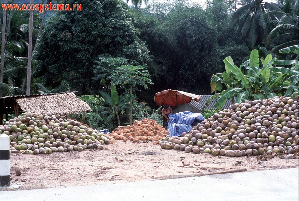Обработка кокосов на плантации кокосовых пальм (Cocos nucifera). Таиланд, полуостров Индокитай