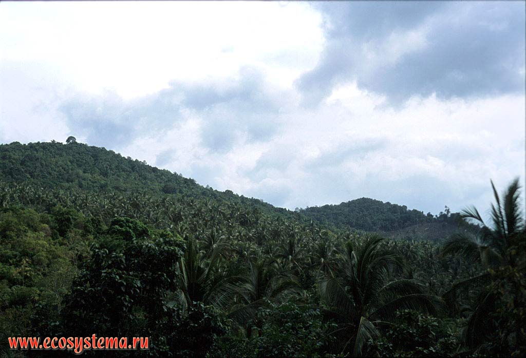 Плантации кокосовых пальм (Cocos nucifera) (на переднем плане) и нагорные влажные субэкваториальные леса (на заднем плане).
Таиланд, полуостров Индокитай