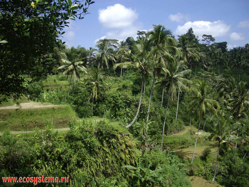 Сельскохозяйственный ландшафт острова Бали.
Кокосовые пальмы и рисовые плантации
