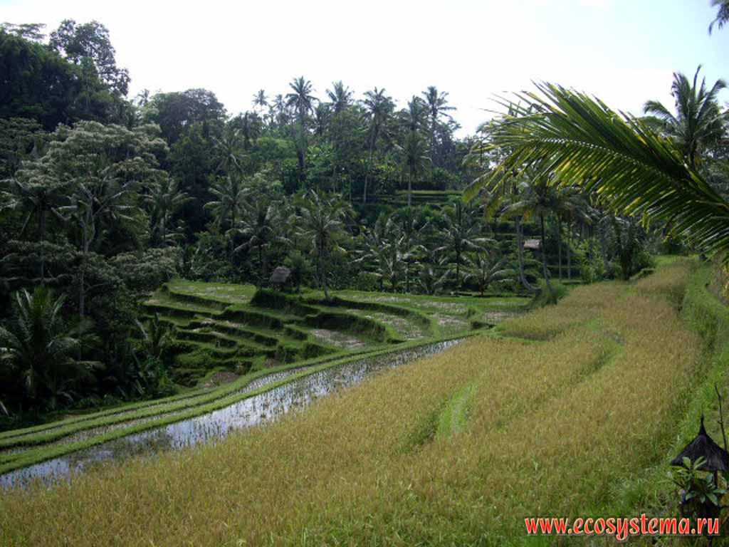 Сельскохозяйственный ландшафт острова Бали.
Рисовые плантации (заливные чеки на искусственных  террасах),
кокосовые и финиковые пальмы