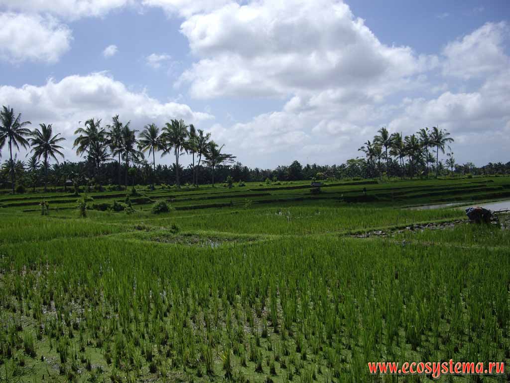 The rice plantations.