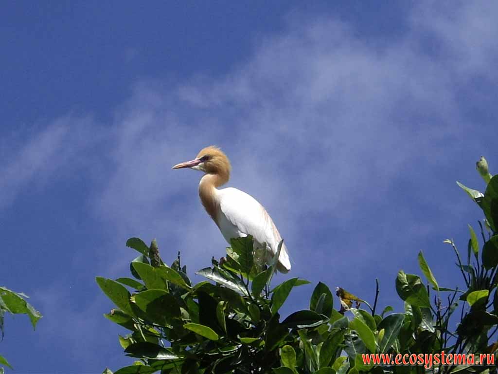 The cattle egret (Bubulcus ibis).