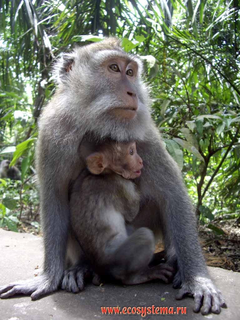 The crab-eating macaques (Macaca fascicularis): female with the baby.
